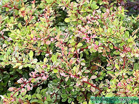 Barberry Natasha - variety description and cultivation