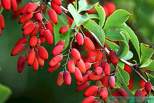 Barberry - planting and care in the open ground