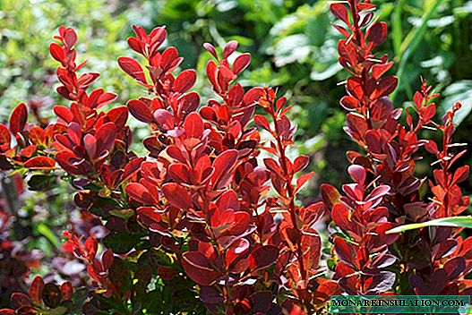 Barberry Red Pillar - description and cultivation