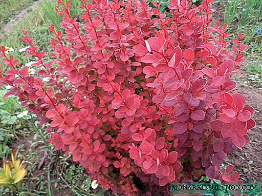 Barberry Red Rocket - description and cultivation