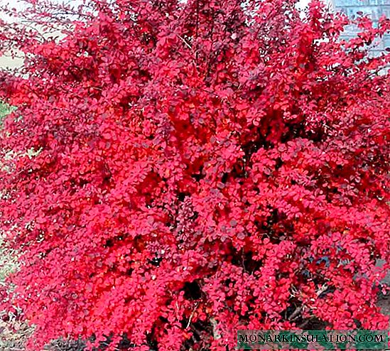 Barberry của Thunberg Atropurpurea - mô tả lớp