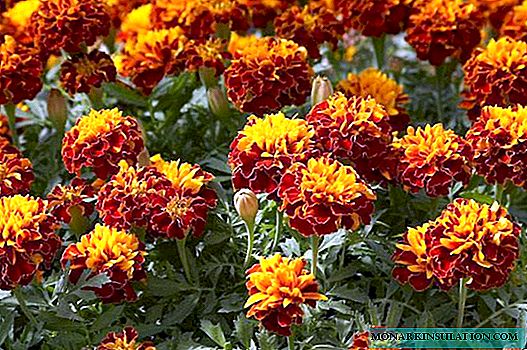Marigolds - planting and care in the open ground