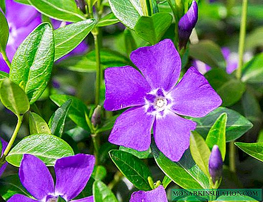 Periwinkle - planting and care in the open ground