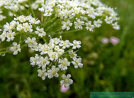 Saxifrage Thigh - Home Care and Growing