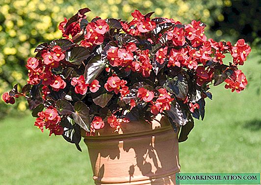 Begonia from seeds at home - sowing and growing