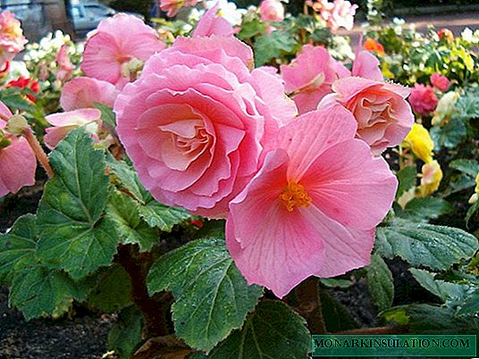 Garden begonia on a flower bed - planting and care