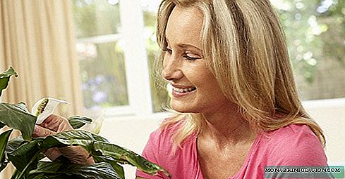 屋内植物のコナジラミ-自宅での対処方法