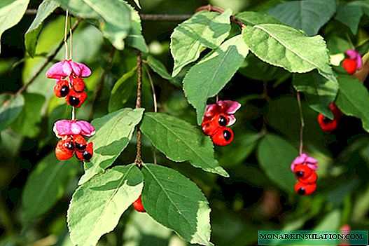 Warty euonymus (Euonymus verrucosus) - opis rastline
