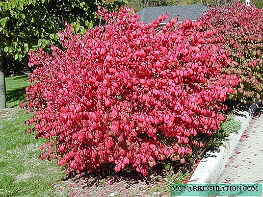 Japanese euonymus - planting and care in the open ground