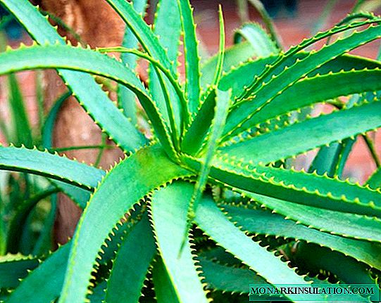 Aloe diseases: causes of diseases and their treatment options