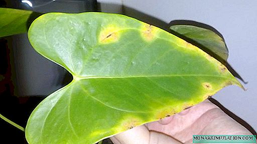Diseases of Anthurium, Anthurium does not grow - what to do?