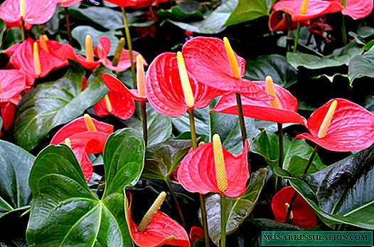 Anthurium diseases and pests on flower leaves