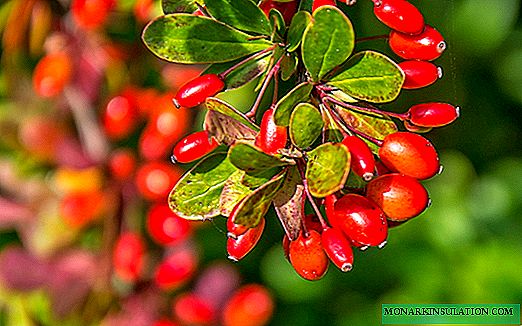 Barberry Diseases - Causes