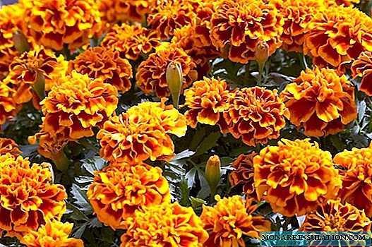 Marigold Diseases - Why Leaves Dry