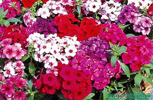 Phlox diseases and their treatment: why leaves twist