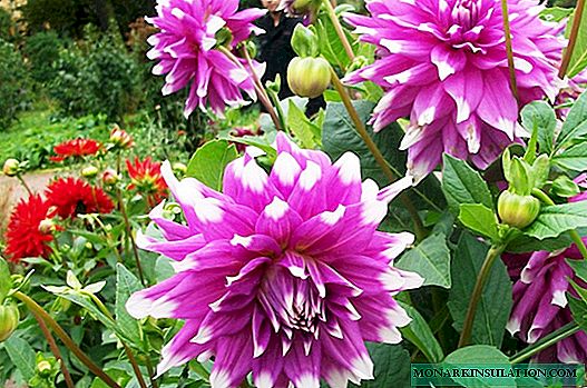 Dahlia diseases - what happens, why they grow poorly and do not bloom