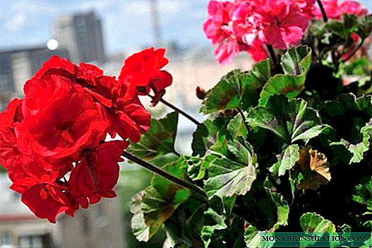 Indoor and garden geranium diseases - treatment and care