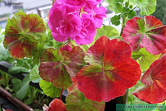 Diseases of geranium, in geranium leaves turn yellow and dry - what to do?