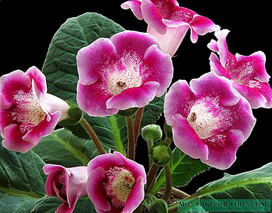 Gloxinia diseases - what to do, how to deal with them