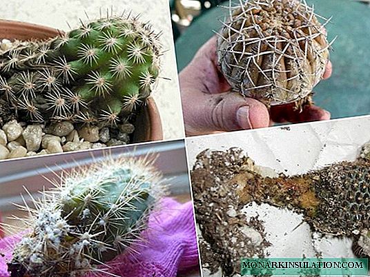 Bolesti kaktusa: uobičajene bolesti i njihove metode liječenja