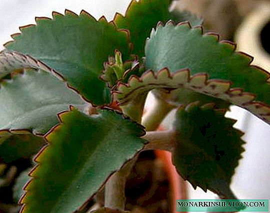 Kalanchoe diseases: the main causes of diseases and methods of combating them