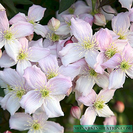 Clematis diseases and their treatment - how flowers hurt