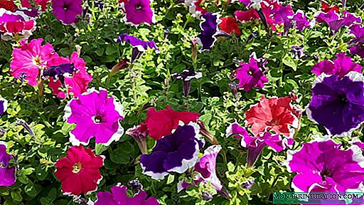 Petunia diseases - why do leaves turn yellow?