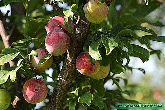 Penyakit pokok buah-buahan, penyakit pokok buah-buahan taman