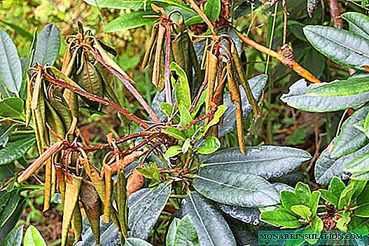 Enfermedad de rododendro: por qué las hojas se vuelven marrones