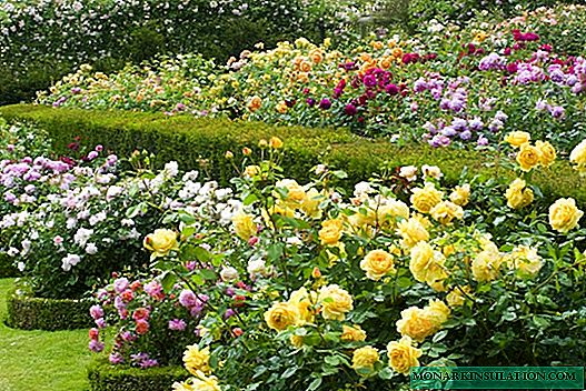 Diseases of roses - treatment and pest control