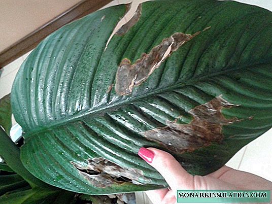 Spathiphyllum diseases and methods of treating a flower female happiness