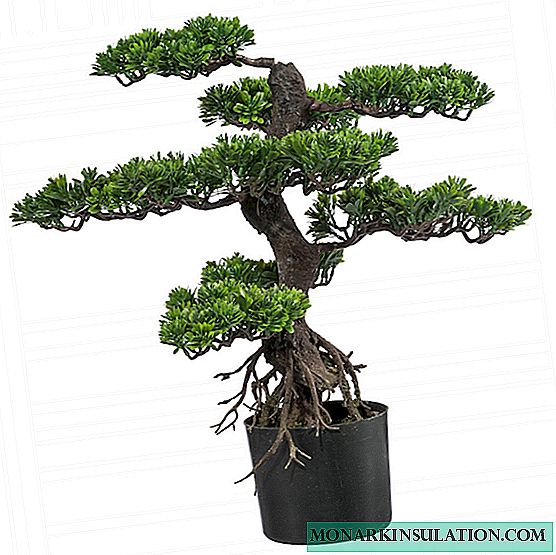 Bonsai tree - types, cultivation and care at home