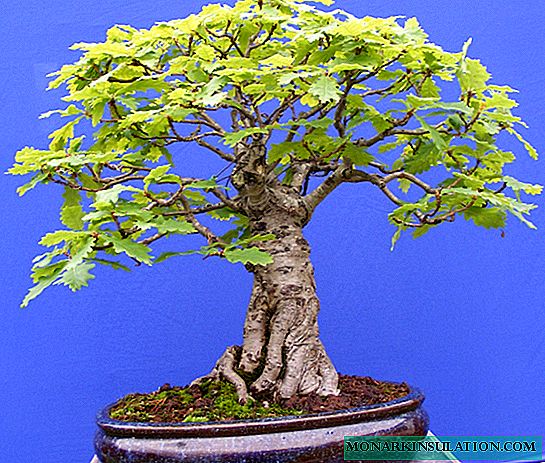 Carvalho bonsai - cultivo e cuidado