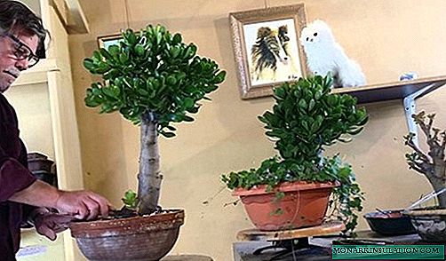 DIY money tree bonsai