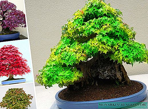 Bonsai Maple - growing from seeds at home