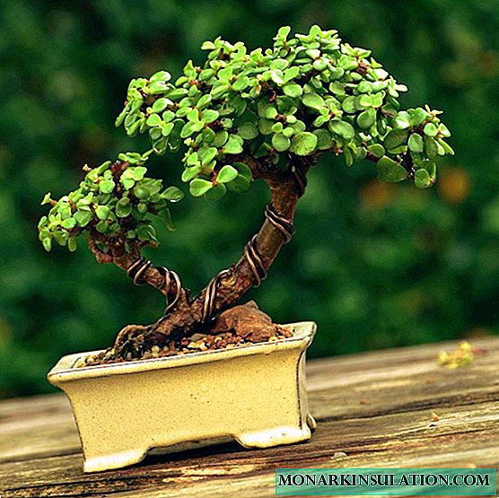 DIY bonsai - we grow plants at home