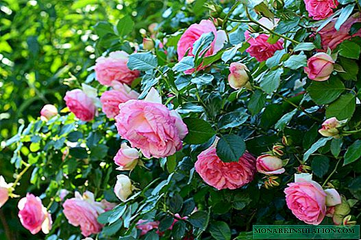 Roses de bordure - de quelle variété s'agit-il?