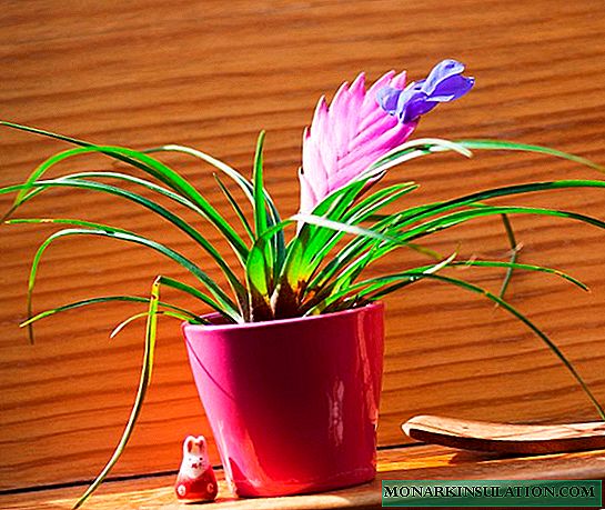 Bromeliad - home care, watering and reproduction