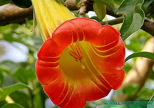 Fleur de Brugmansia: exemples de soins et méthodes de reproduction