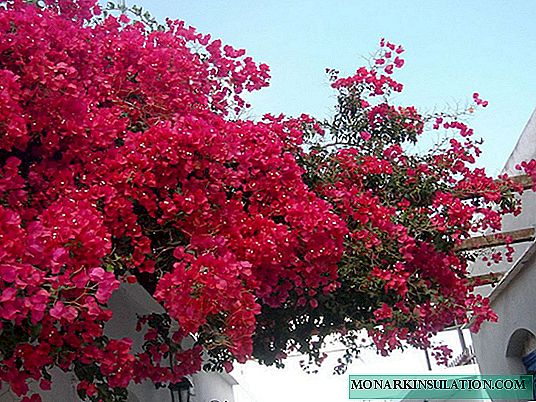 Bougainvillea - outdoor care and maintenance