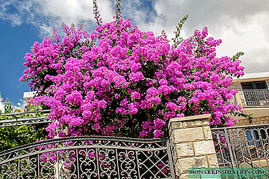 Bougainvillea - home care and species diversity