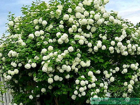 Buldenezh - arbusto para el jardín viburnum buldenezh