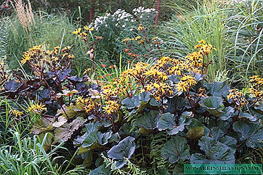 Buzulnik - Pflanzen und Pflege im Freien