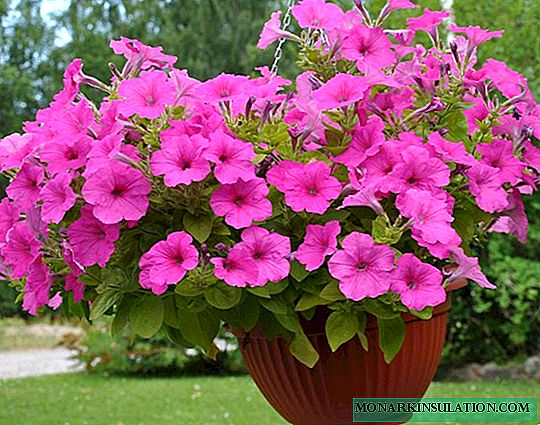 What is the difference between ampelic petunia and cascading