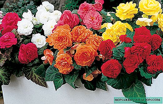 How to feed begonia - types of fertilizers, application