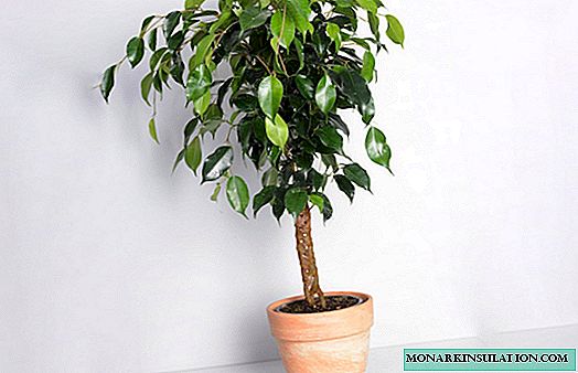 Comment nourrir le ficus de Benjamin à la maison