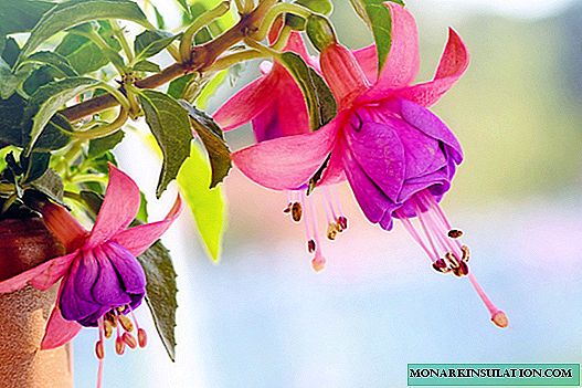 How to feed fuchsia for abundant flowering