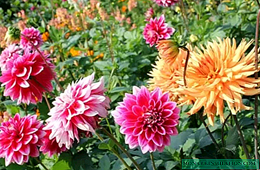 How to feed dahlias for growth and flowering