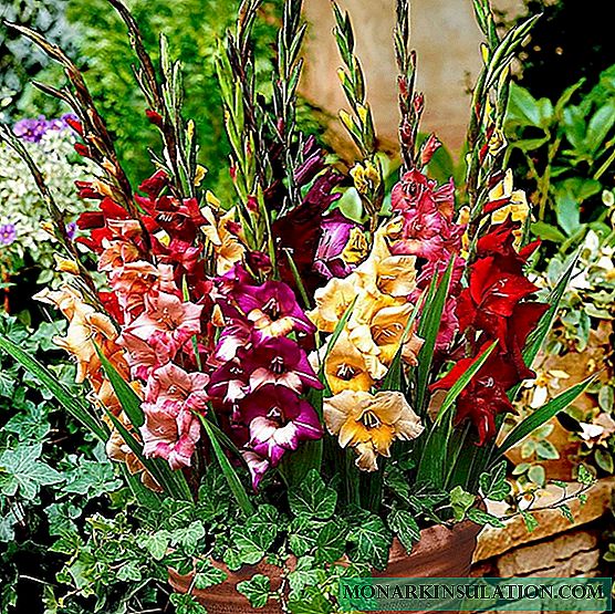 İlkbahar ve yaz aylarında gladioli nasıl beslenir
