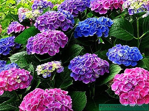 Hoe hortensia te voeden - meststoffen voor groei en weelderige bloei in de tuin